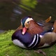mandarin duck resting on mossy rock - VideoHive Item for Sale