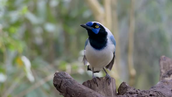 Beautiful blue bird perched on wood and watching in jungle during daytime - Green Jay in Amazon Rain