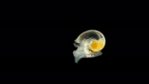 Snail. Movement of a Snail Just Born, Under the Microscope