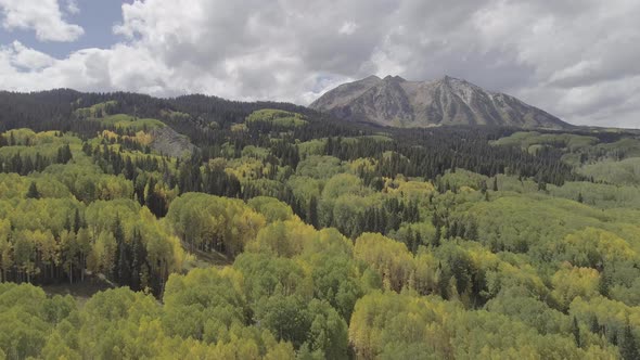 Fall foliage by Crested Butte, CO