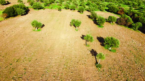 Mediterranean Landscape Drone Slowly Flying Through Olive Trees Beautiful Nature View of Green Grove