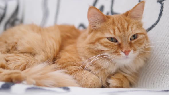 Cute Ginger Cat Has a Nap on White Couch