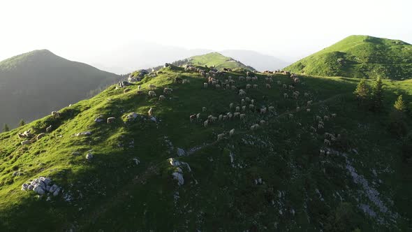 Sheep in the mountains