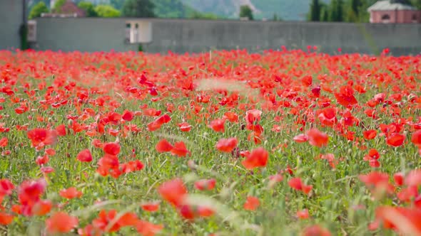 Scroll Among Red Summer Poppies