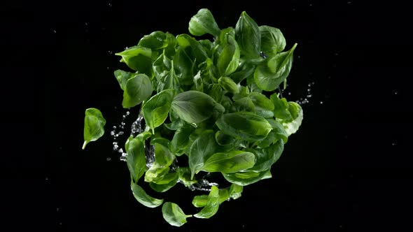 Super Slow Motion Shot of Rotating Exploded Fresh Basil Leaves and Water on Black at 1000Fps