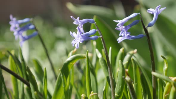 Gentle Hyacinthus orientalis spring bulbs 4K 2160p 30fps UltraHD footage - Beautiful  fragrant flowe