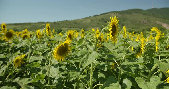 Sunflower Field