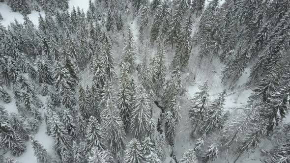 Aerial View of Winter Spruce Snowy Forest. Low Flight Over a River and Pine Trees Covered By Snow