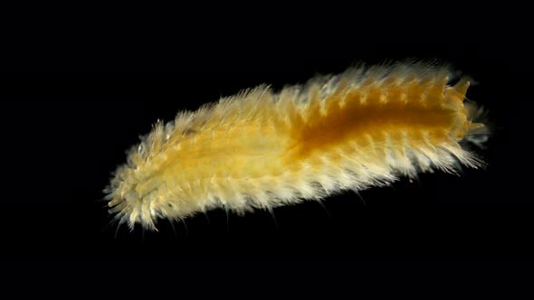 a Worm of the Chrysopetalidae Family Under a Microscope, Class Polychaeta, Possibly the Genus