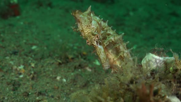 white thorny seahorse close up clinging to some corals.