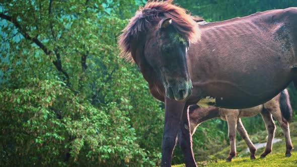 Brown Horses Grazing On The Green Pasture By The Himalayan Mountains - Medium Shot