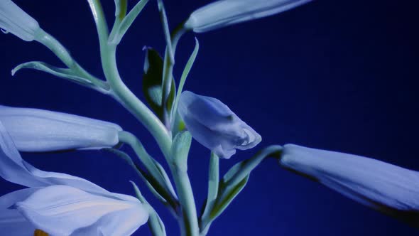 Lily Opening on Blue Background