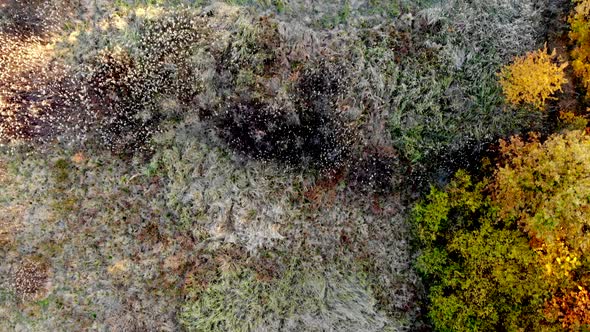 Forest seen from above. Beautiful, colorful woods in autumn.