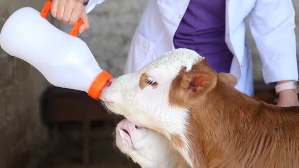 Calf drinking milk.