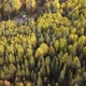 Summer Early Autumn in Forest Aerial Top View - VideoHive Item for Sale