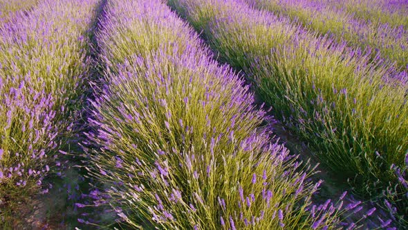 Rows of Lavender Grown Among Green Grass