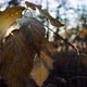 Bush Dry Leaves at Back Sunset - VideoHive Item for Sale