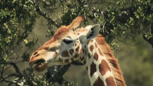 Close up of a giraffe eating leaves, in the Kenyan bush, Africa