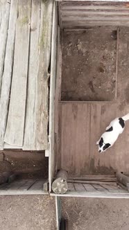 Aerial View of a Shelter for Stray Dogs