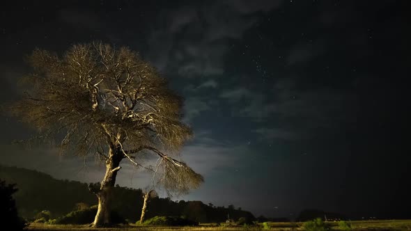 Dry Tree at Night Against the Background of the Night Sky and Moving Clouds