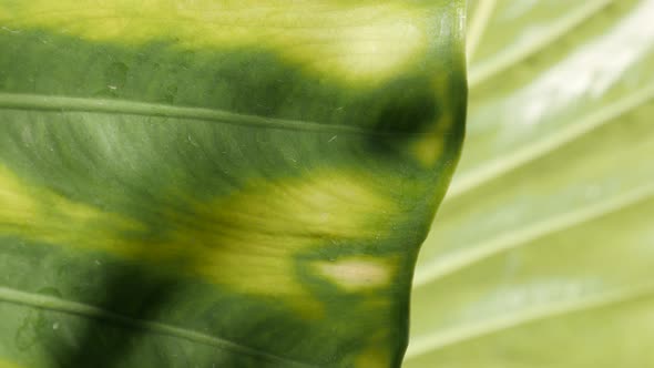 Close-up leaf texture of Alocasia odora 4K 2160p 30fps UltraHD footage - Green giant upright elephan