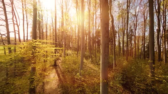 Vibrant Colorful Nature Ecology Environment Scenery in Fall Season