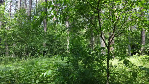 Beautiful Green Forest on a Summer Day Slow Motion