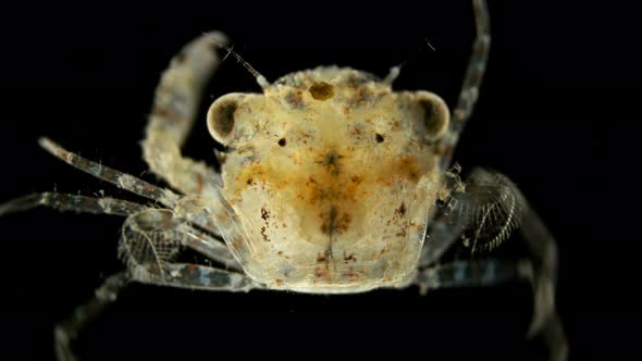 The Crab Larva Under the Microscope, Already a Full-fledged Small Crab That Appeared After the