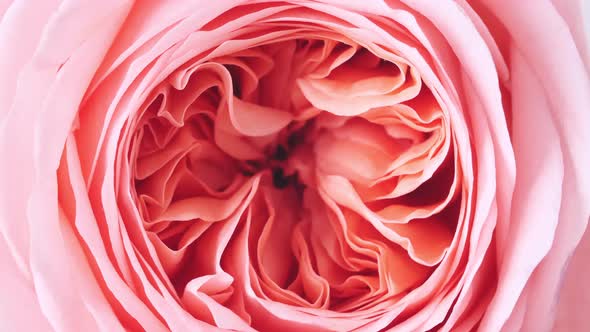 Beautiful Pink Rose Rotating on White Background Macro Shot