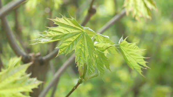 Young Leaves Of A Tree In The Wind