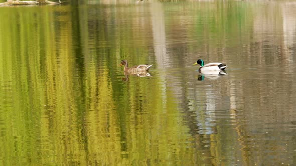 Ducks Swim on Lake Close Up 