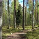 Drone flight at the Pine Forest - VideoHive Item for Sale