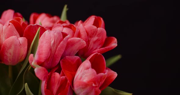 Fresh Flowers Tulips on Black Background