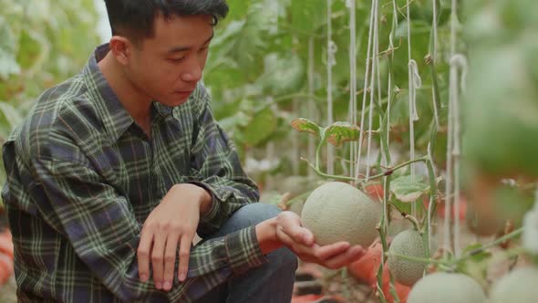 Asian Farmer Hold Melon And Checking Melon In Green House Of Melon Farm