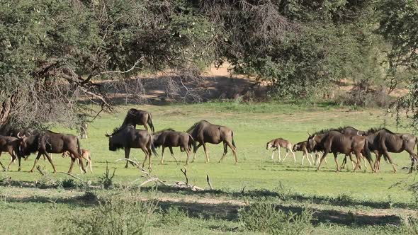 Blue Wildebeest Herd - South Africa