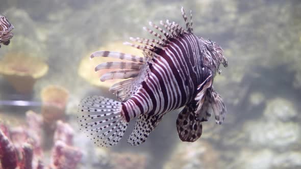 Common Lionfish swimming above coral reefs beautiful and dangerous animals.