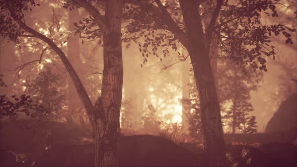 Sunbeams Entering Forest on a Misty Autumnal Morning