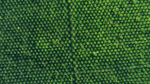 4K : Aerial view over the large palm oil plantation