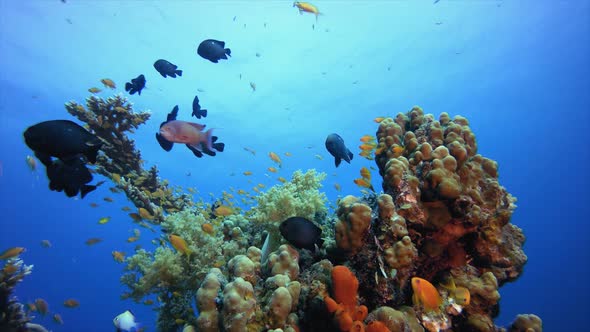 Tropical Seascape Underwater Life