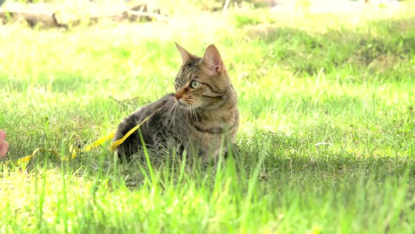 Walking a domestic cat on a yellow harness. The tabby cat is afraid of outdoor,hides in the green gr