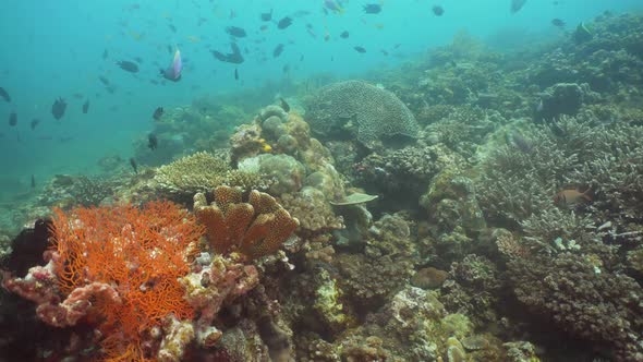 Coral Reef and Tropical Fish. Philippines, Mindoro