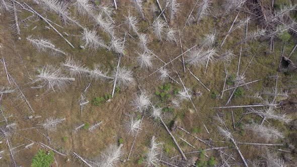 Dead and Dying Forest Caused by the Bark Beetle Aerial View