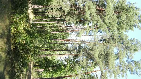 Vertical Video of a Forest with Trees