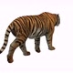 Bengal Tiger Walking - VideoHive Item for Sale