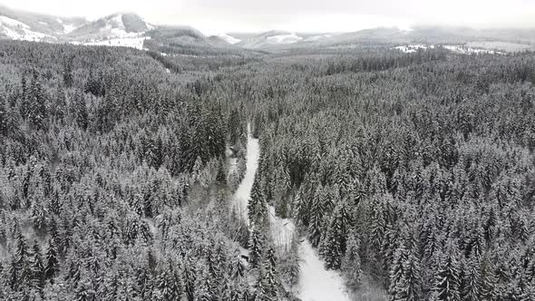 Wild Forest Aerial During Winter