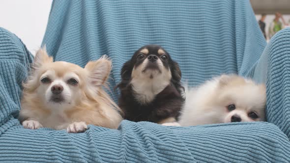 three dogs friend laydown sit relax together on sofa with cheerful and happiness