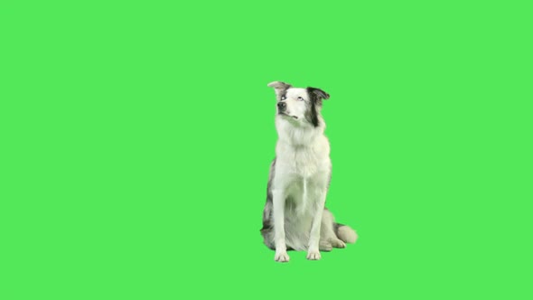 Talking dog in green screen studio 