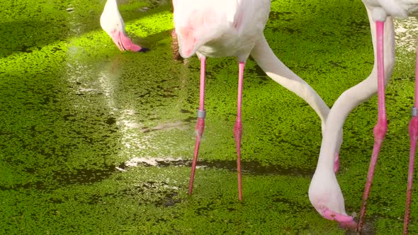 Pink Flamingo Walking in Lake Water with Green Algae and Looking for Food