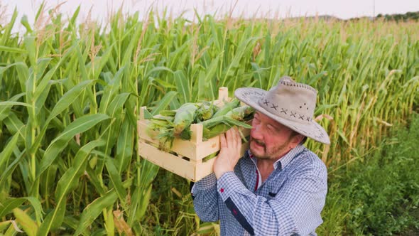 In a Corn Field After a Hard Working Day Elderly Farmer Carries a Box of Crops on His Shoulder