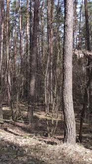 Vertical Video of the Pine Forest in the Afternoon